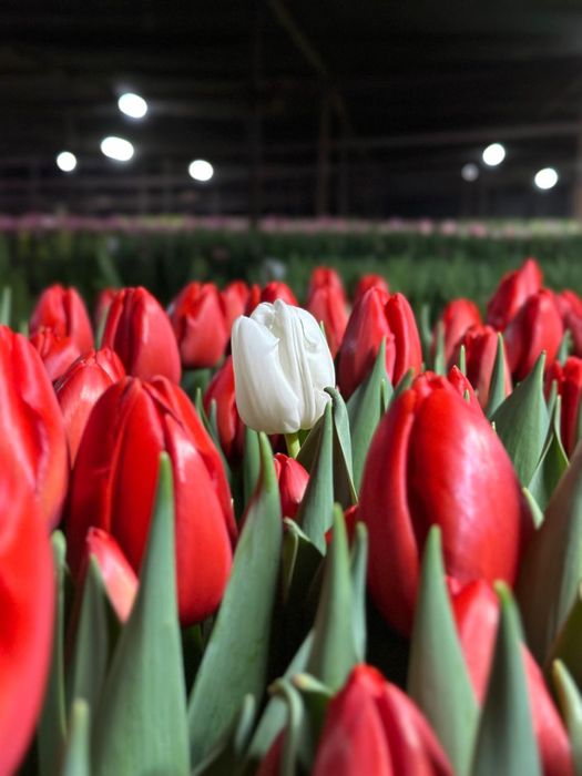 Голландские тюльпаны 50-60 см