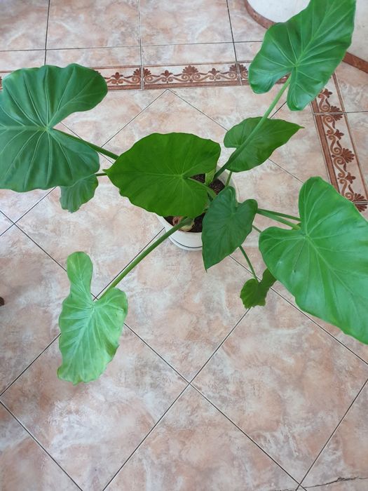 Продавам различни цветя