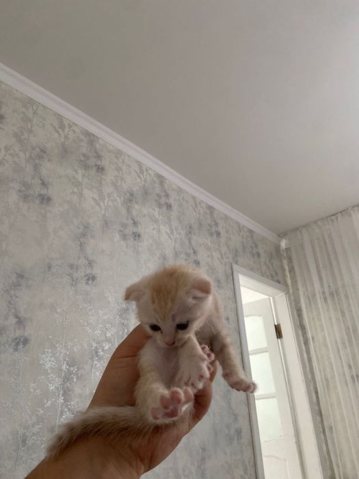 Шотландские кошки