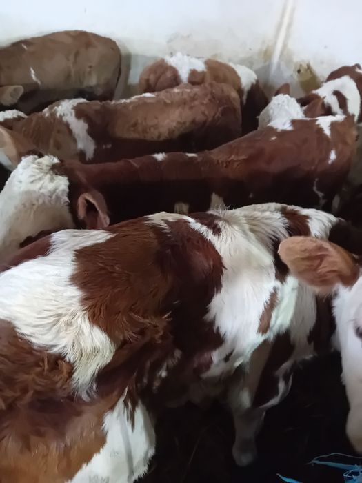 Taurasi și vitele baltati