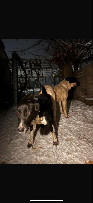 Щенка Алабая девочка