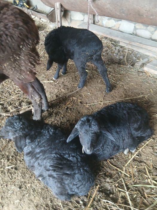 Zottor Qo'y 3 ta bolasi bilan.