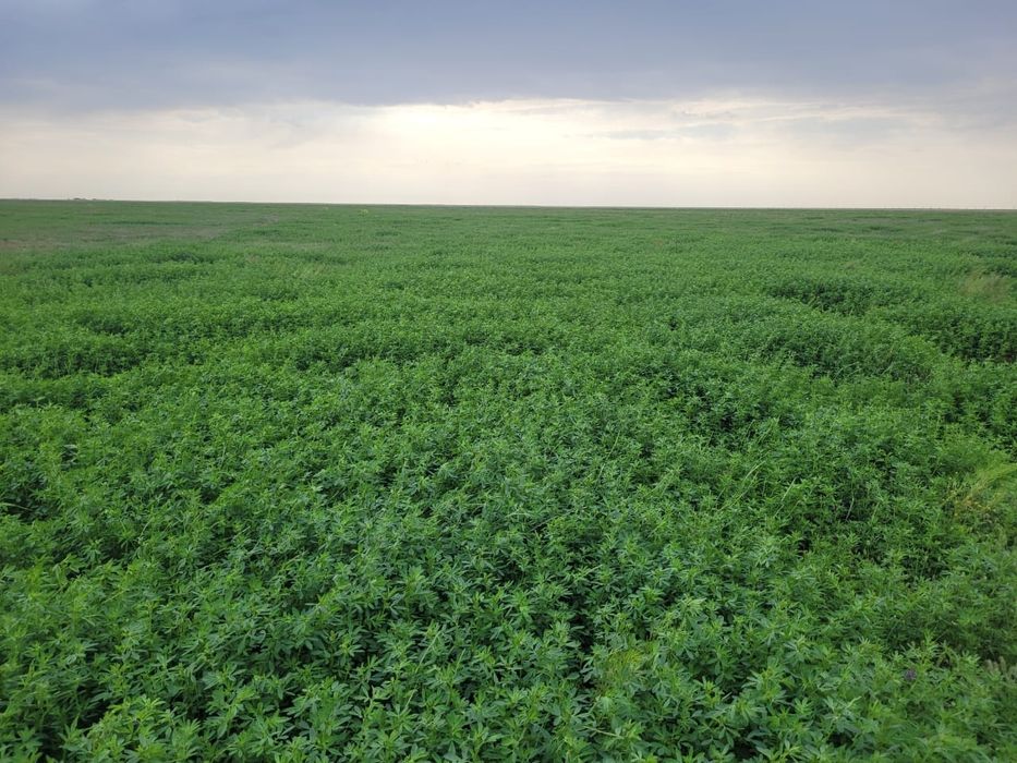 Сено Шөп Люцерна Жоңышқа