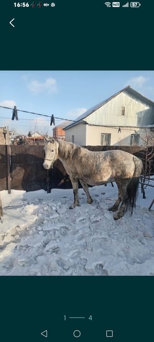 Саумал свежий. Кобылье молоко