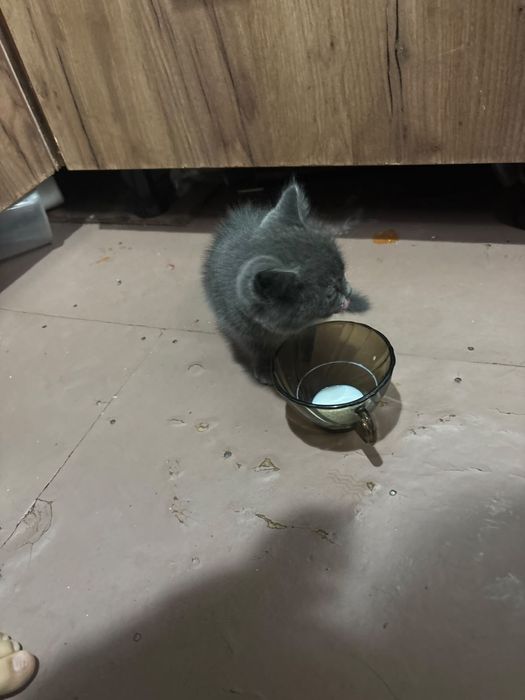 Котенка  в хорошую руку отдается