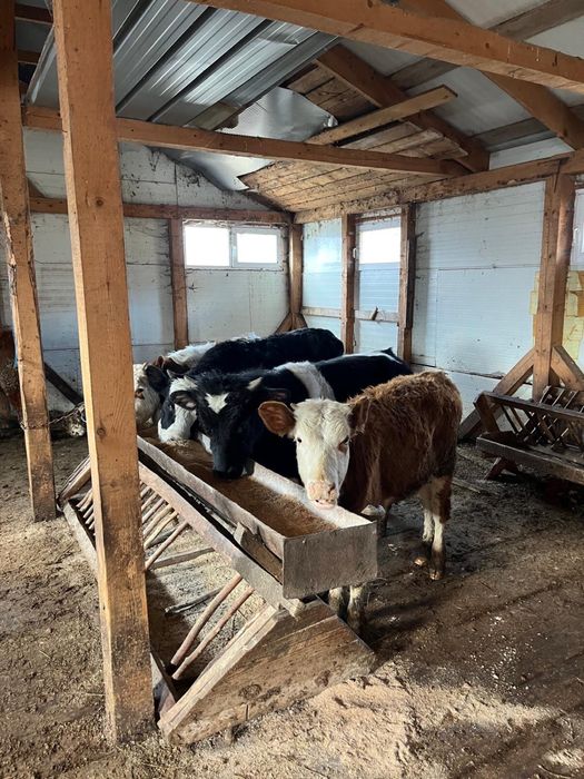 Vand 4 vitele si un tauras