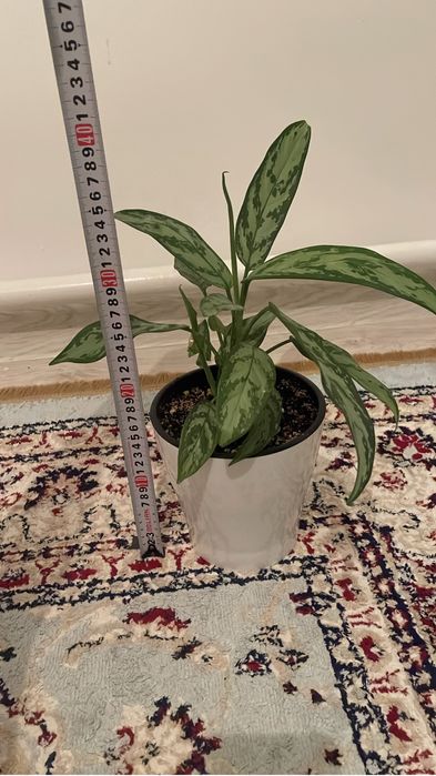 Уй гулдері сатылады