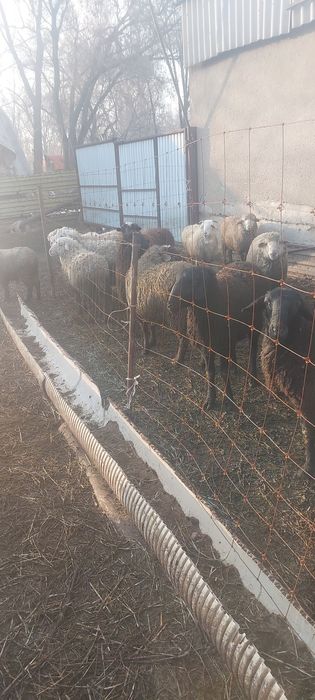 Продам кошкарчики