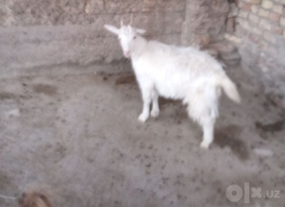 Rasiski echki sotiladi