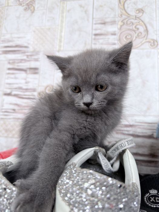 Срочно британские котята скоттиш страйт!