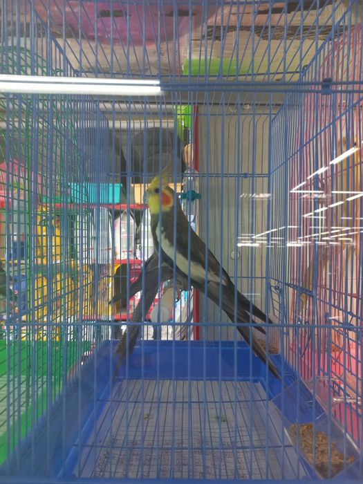 Кореллы молодые ручные