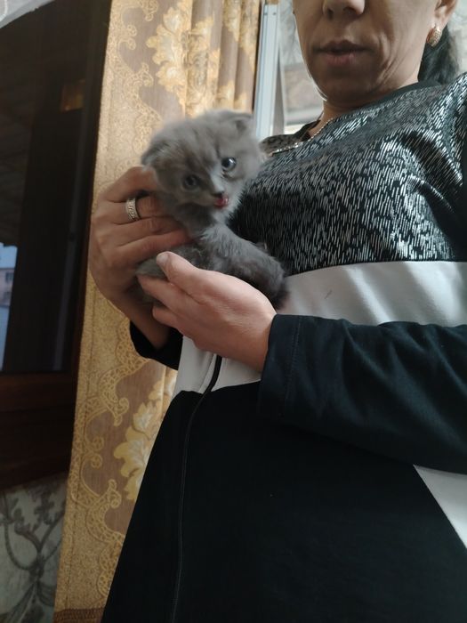 Мушук боласи сотилади