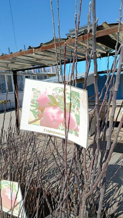 Меркінің көшеті сатылады