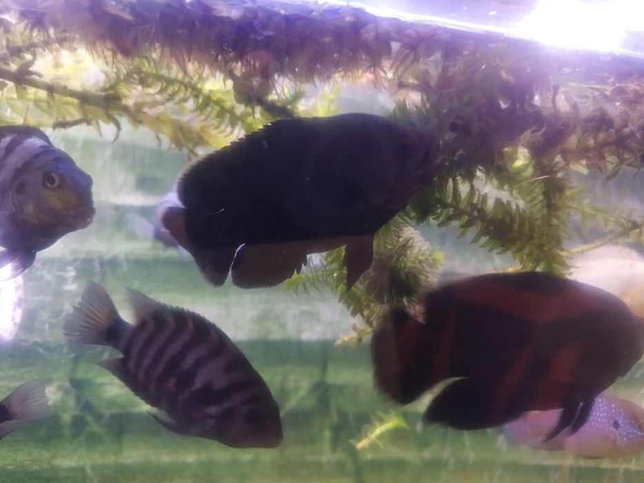 Продам пару астранотусов