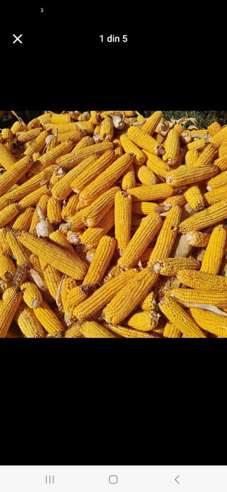 Vand porumb  stiulete sau boabe