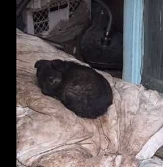 Отдаю в хорошие руки щенков