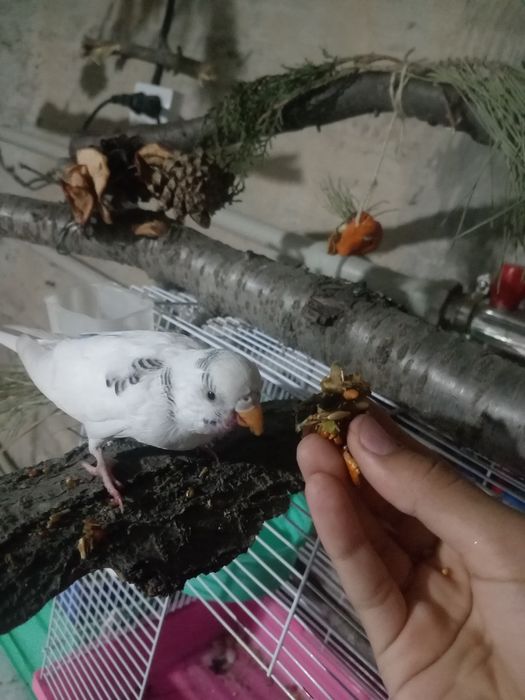 Попугай не для разведения