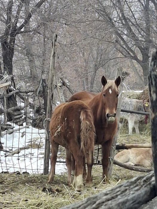 Продам  кобылу жеребую с кобылешкой