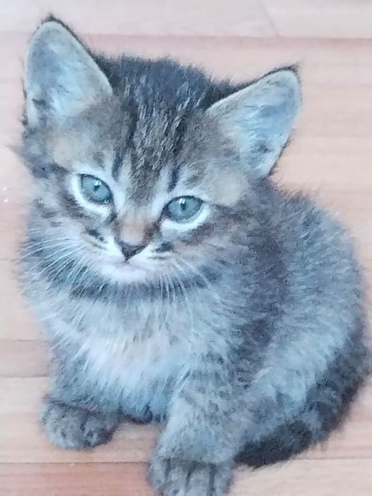 Бесплатно котята