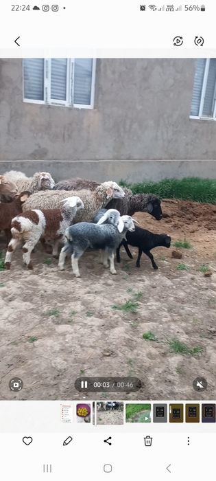 Срочно сатылады 7 бас