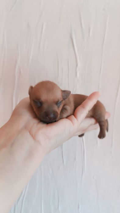 Мини щенок чихуахуа