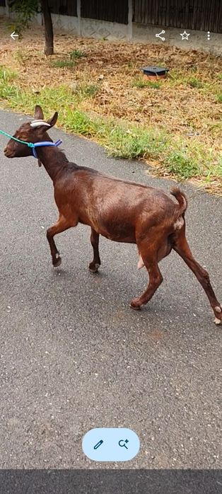 Vând capra murciano granadina