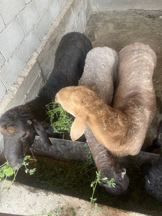 Кой, токты, кошкар