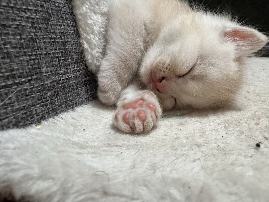 Вислоухие котята