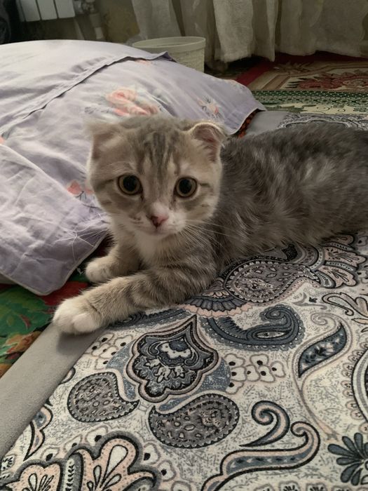 Шотландский маргау сатылады