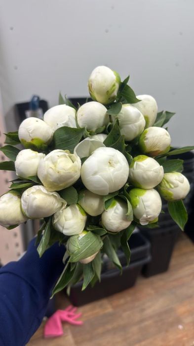 Пионы оптом и розницу