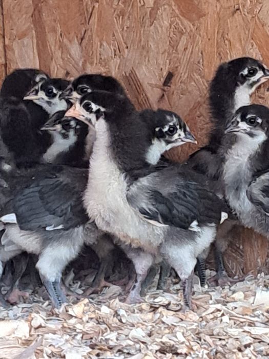 Pui australop negru