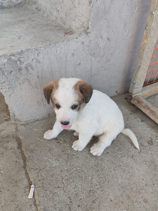 Сексуалдық видео порно үлкен мүшесі