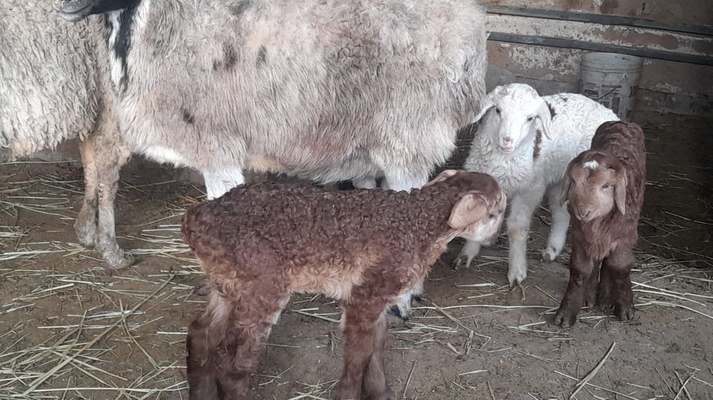 Бараны с ягнятами