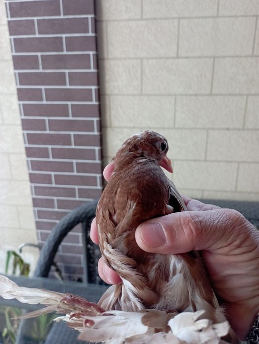 Продам голубей пискунов