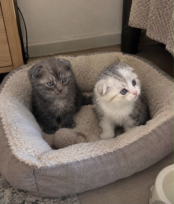 Продается котята скоттиш фолд
