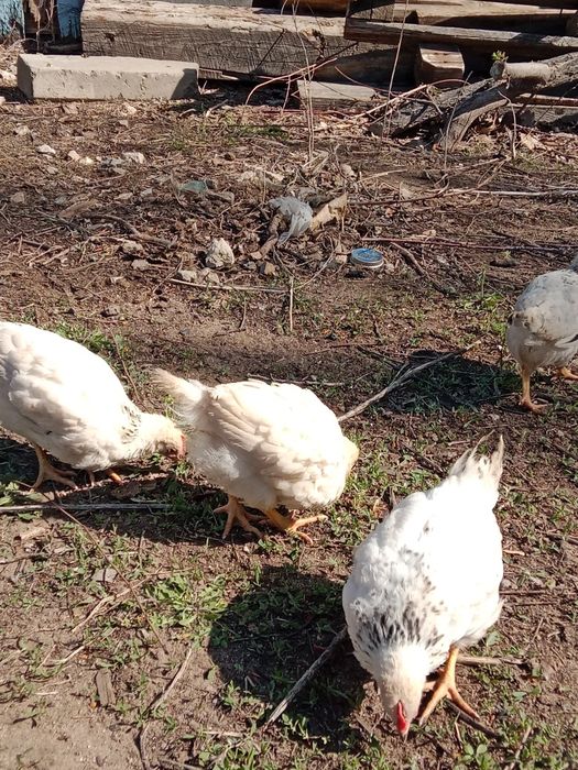 Продам цыплят около 2 месяцев