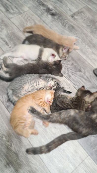 Отдам котят в добрые руки