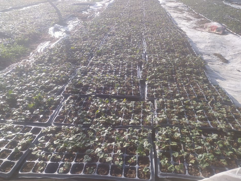 Кошет кобрило кулпынай