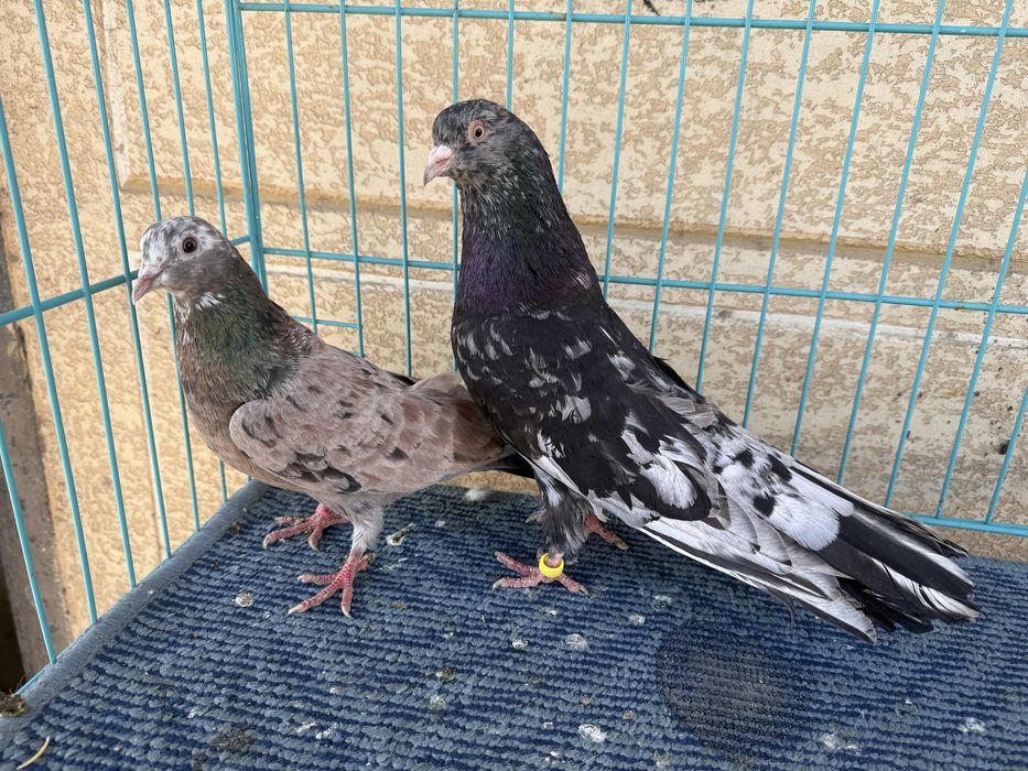 Голуби челкари пара