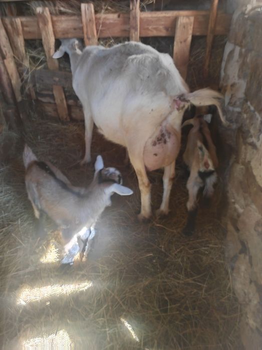 Vând doua  capre și un țap