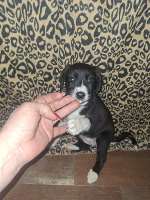 Дарю щенят 2 месяца