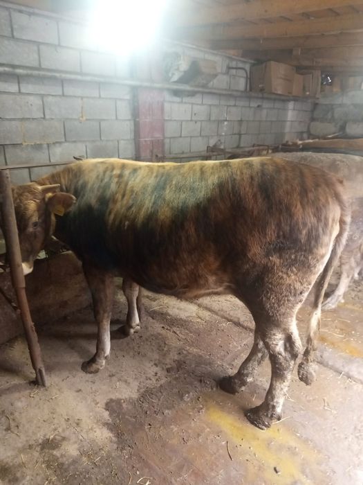 Продам молодых тёлок, откормленные