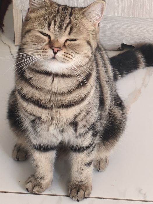 Отдам кошку в добрые руки