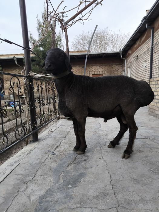 Qizil kashtan qochqor sotiladi