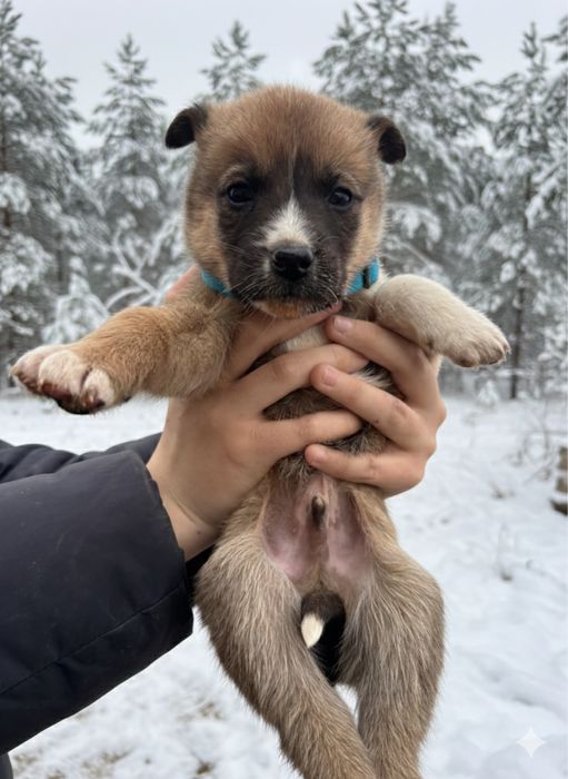 Щенки в добрые руки кушик тегин
