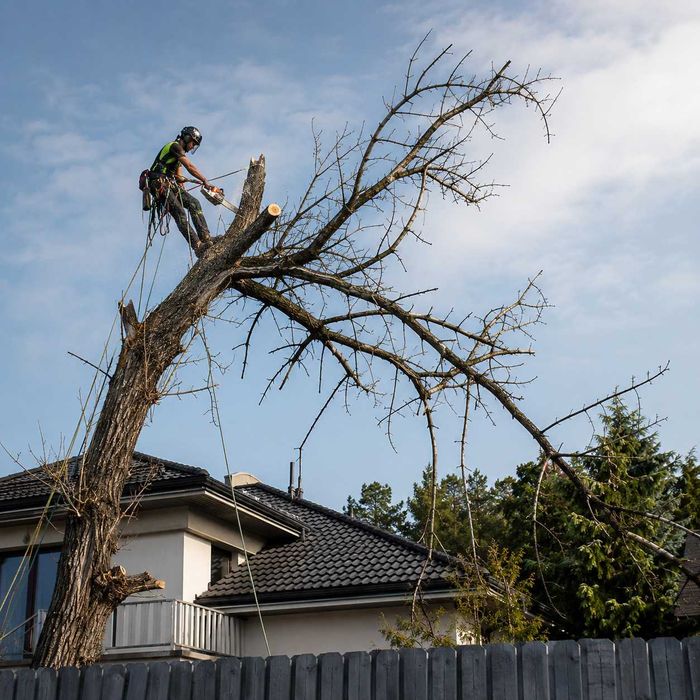 Tăiere copaci periculoși Sector 2 București, toaletare și evacuare