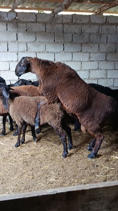 Қўчқор 2 ёшда 2 тиш