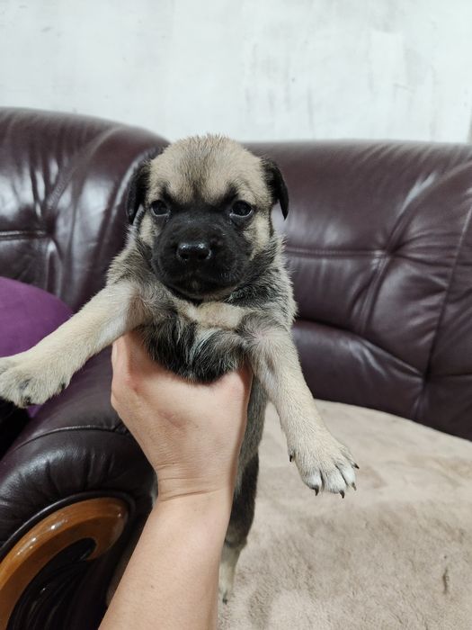 Отдам щенков в добрые руки. Девочки