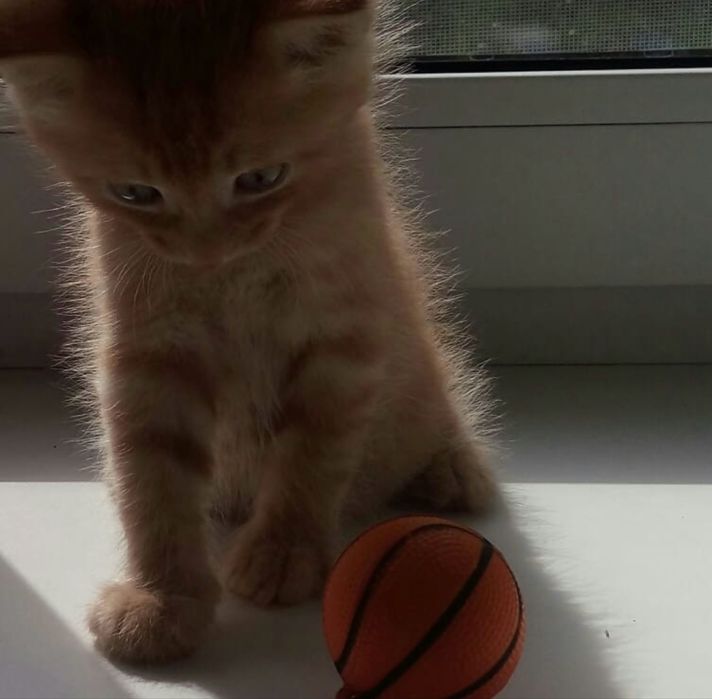 Красивые , милые котяда ищат дом