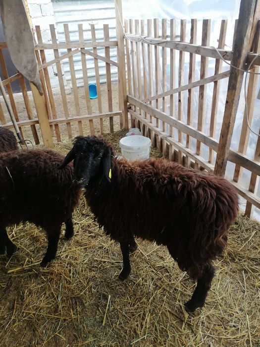 Токтылар арзан багада